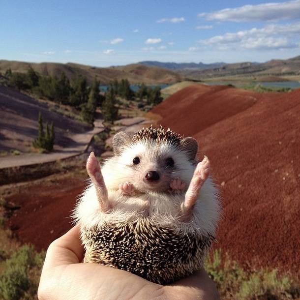 <a href="https://instagram.com/biddythehedgehog/" target="_blank">Biddy the hedgehog</a>