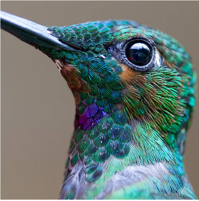 Up close and personal with a vibrant hummingbird.