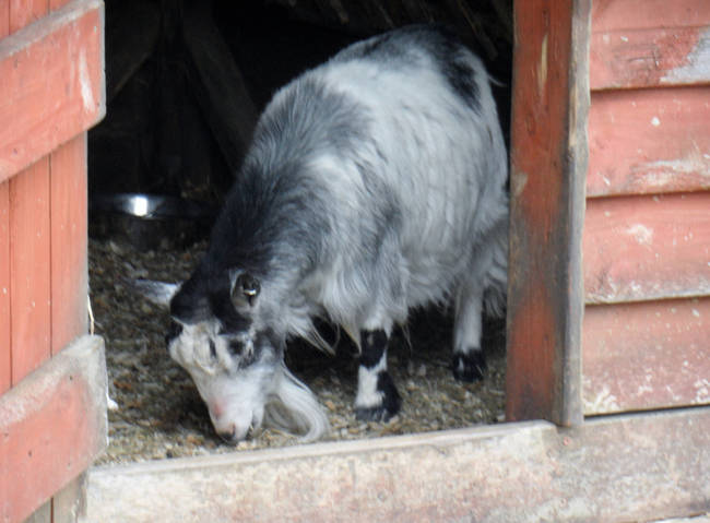 3.) A Man And His Goat.