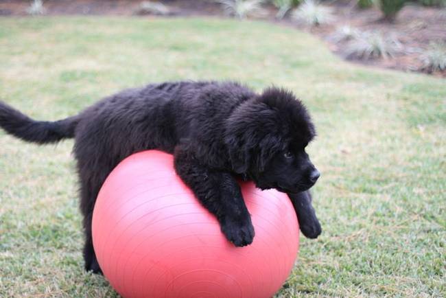 6.) Some day you will definitely tower over this ball, but not yet!