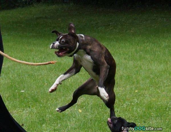 "Must catch stick at all costs!"