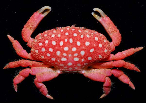 17.) Strawberry crab: This darling little crustacean was found near Taiwan and is a relatively new species of crab, named because of its resemblance to a strawberry.