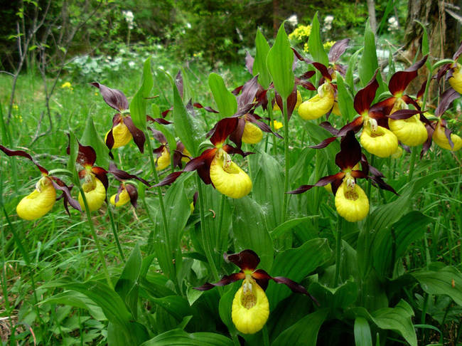 Lady Slippers (Cypripedioideae)