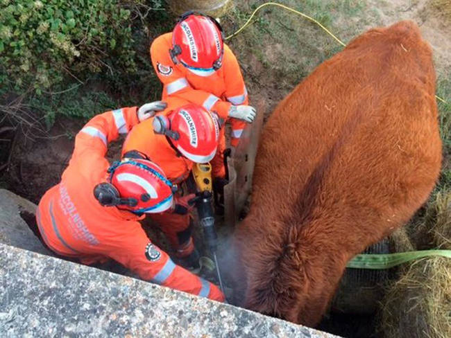 Firefighters came in and a veterinarian sedated the understandably anxious animal.