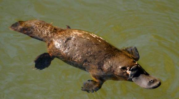 Duck-billed platypus