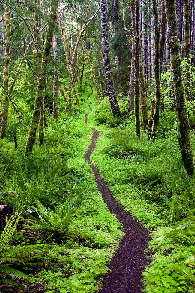 This magical woodland trail.