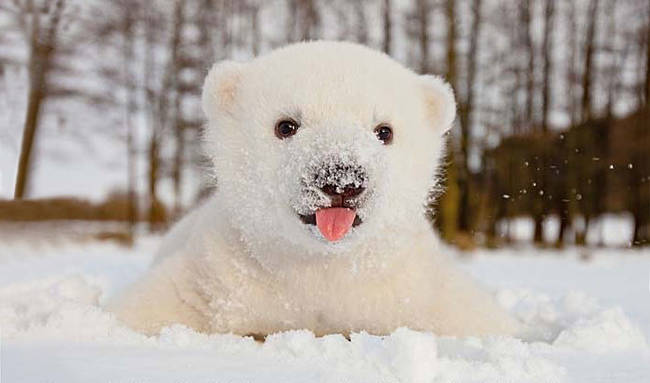 This Polar Bear pup just got a dose of home.