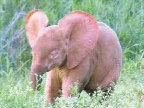 1.) Pink baby elephant. This may actually be the cutest thing ever.