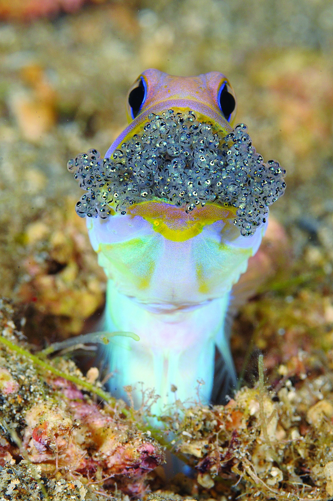 5.) Jawfish