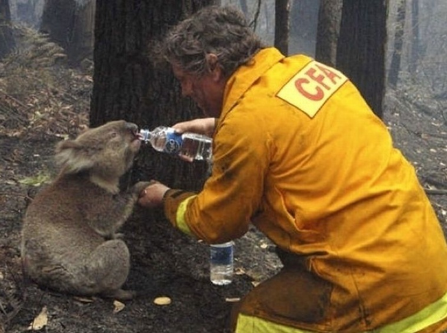 1.) Volunteer gives a koala a drink of water after a forest fire.