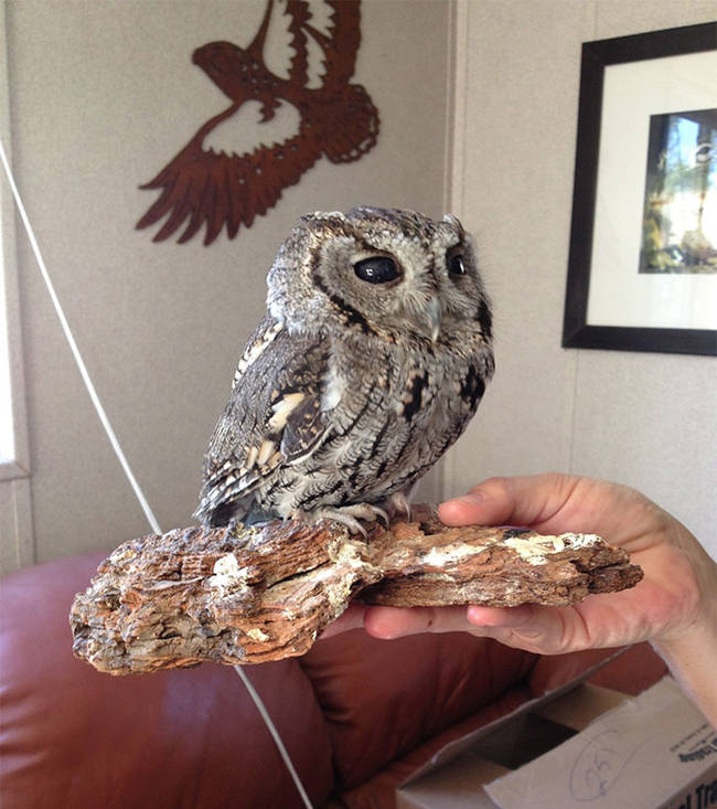 So now, he called the facility home and even has his own perch right next to founder Paul Hahn’s desk.