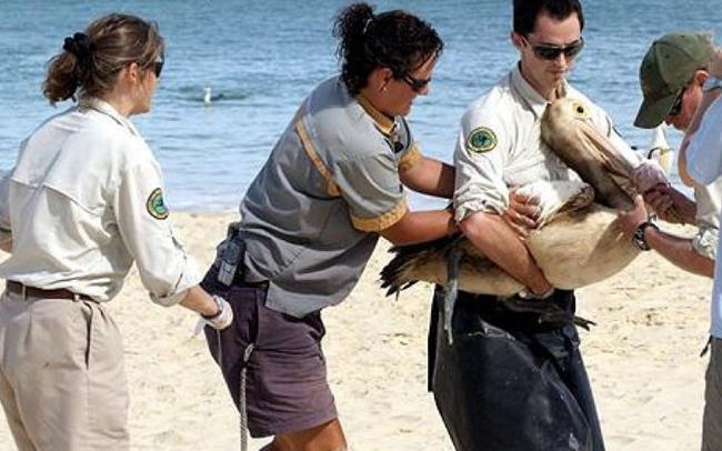 19.) Volunteers work together to clean an oil-covered pelican.