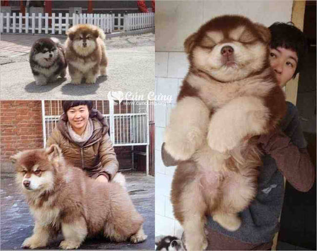 Chusky: chow chow and husky