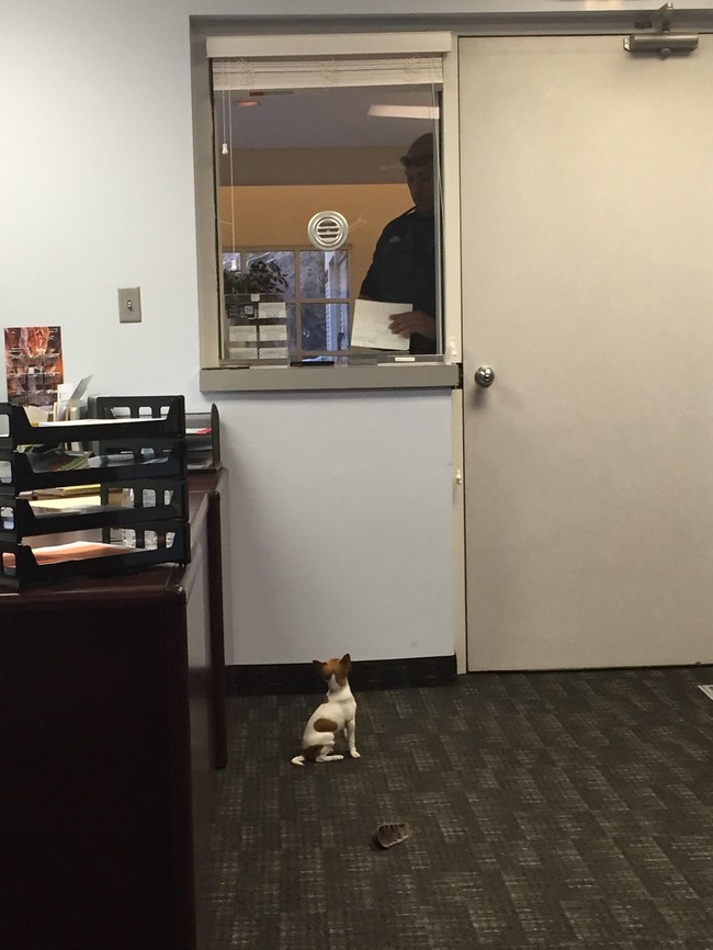 Spot technically belongs to staffer Stephanie Gonzales, but has become such a crucial part of the Woods Cross Police Department it's like he has a second home. Each day he comes into work with a peppy attitude and a wagging tail, knowing that he's really making a positive impact on office morale.