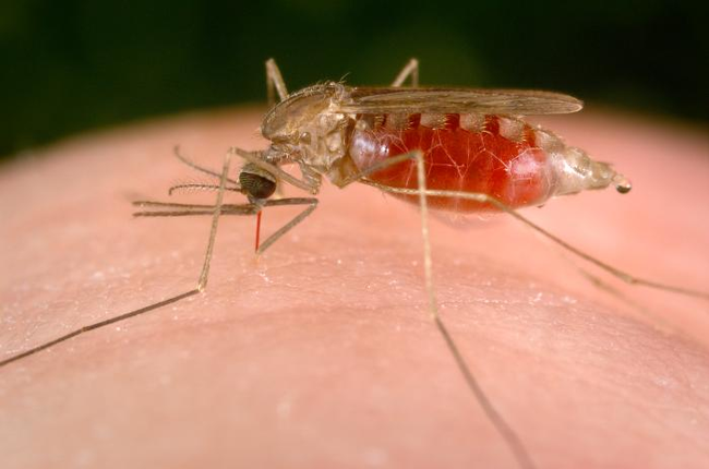 4.) Roughly have of the humans who have ever lived have died of malaria.