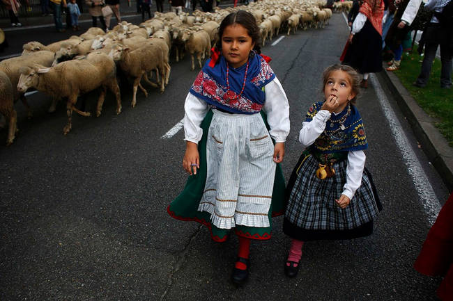 Children walk alongside the flocks dressed in traditional outfits.