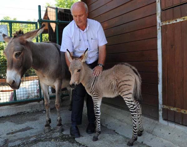 4.) Zonkey: Ippo the zonkey is the only one of his kind in Italy, a rare hybrid between a donkey and a zebra.