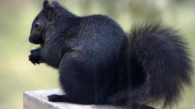 2.) Black squirrel.