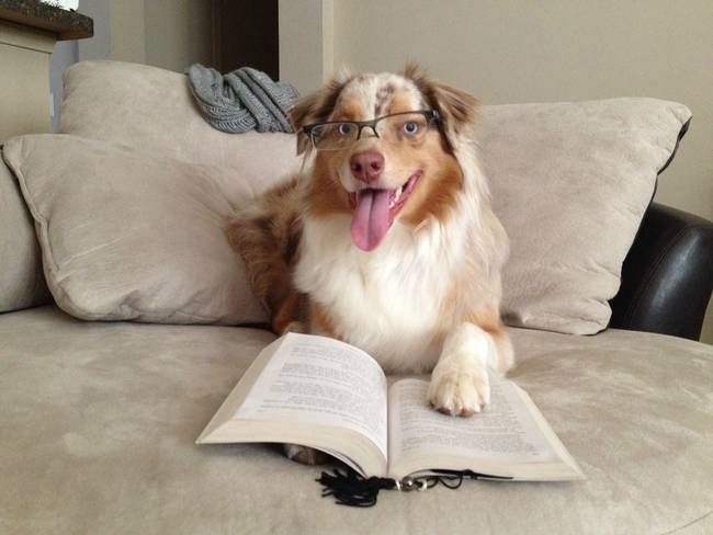 At least this pup is using his sick days to catch up on some light reading in bed.