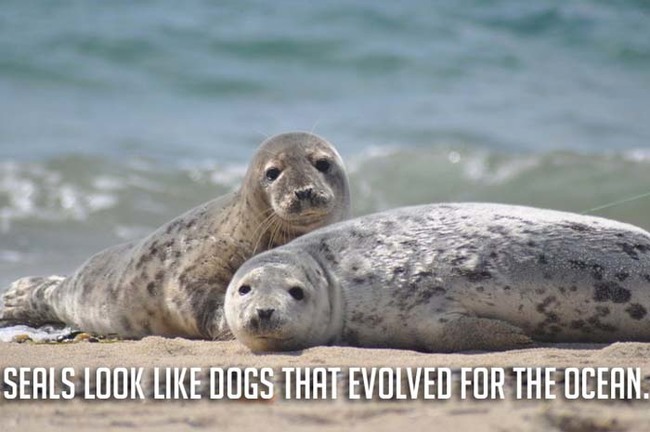 9.) Or are dogs the seals of the land?