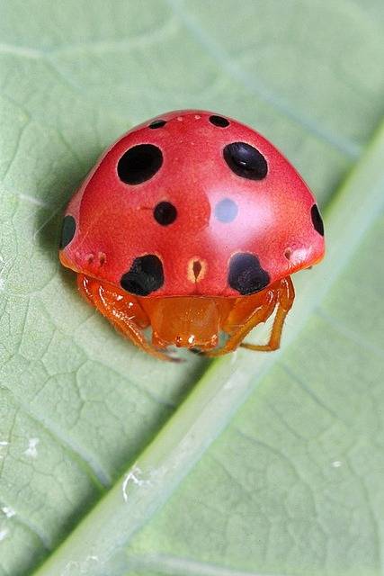 This lady bug impostor is actually a spider.