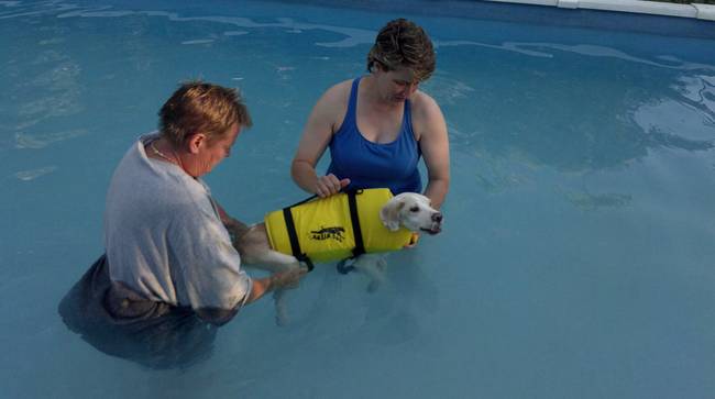 Kuether, a physical therapist for humans, started Zeus's rehabilitation in a pool. Unable to move even while in the water, she and a volunteer friend would manually stretch his limbs.