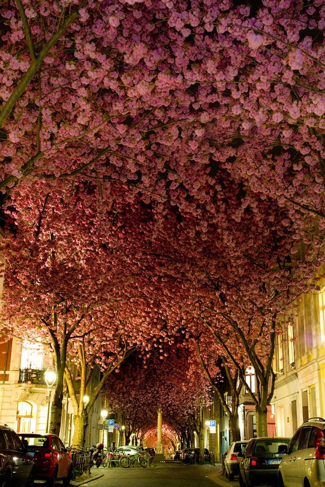 When the cherry trees bloom in Bonn, Germany, it's truly a wonderful sight to be seen.