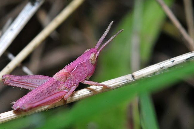 24.) Pink grasshopper.