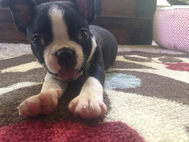 Puppy, or cross-eyed soccer ball?