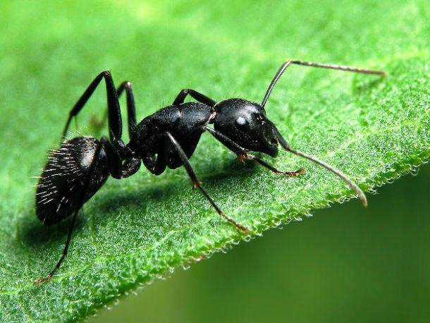 20.) Ants have colonized almost every landmass on our planet, with the exception of Antarctica, the Arctic, and a handful of islands.