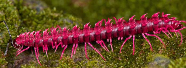 3.) Shocking Pink Dragon Millipede.