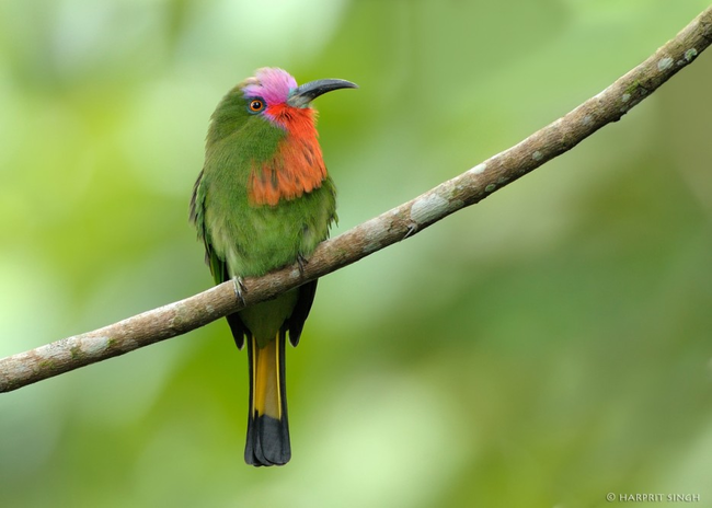 10.) Red-Bearded Bee-Eater