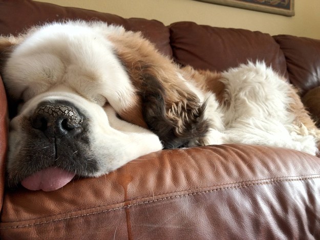 Square-headed dogs (like St. Bernards) can hear subsonic sounds better than dogs with narrow heads (like Spaniels).