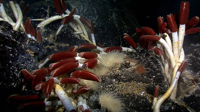 Deep Sea Vents