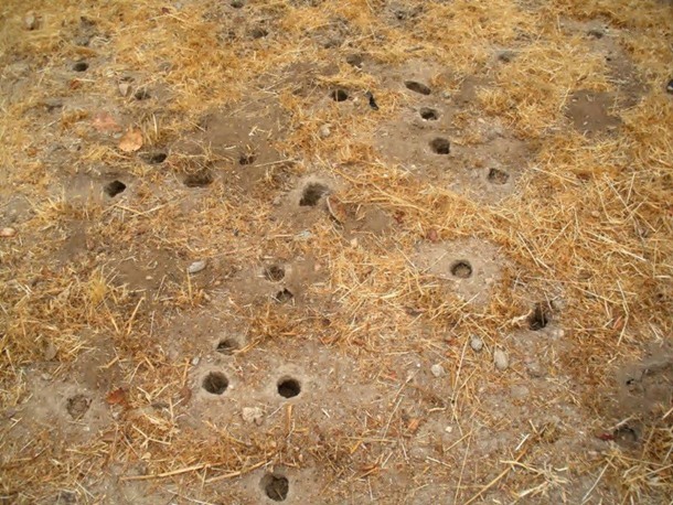 5.) Gopher Towns: These burrows can span hundreds of acres and contain hundreds or even thousands of rodents.