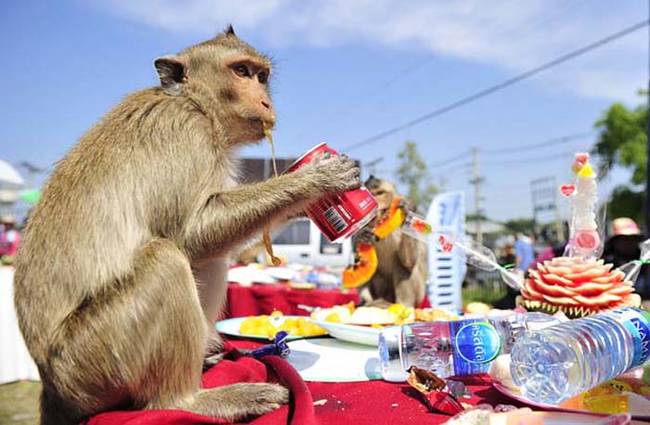 3.) Lopburi Monkey Buffet.