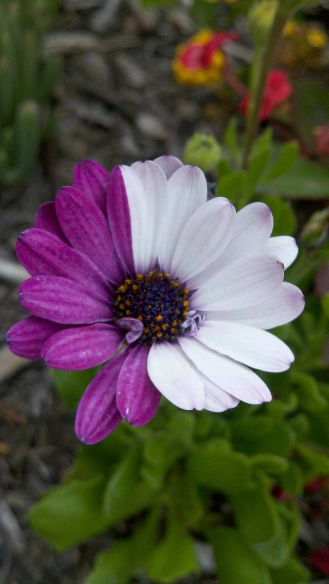 Botanists call this phenomenon "sporting," and it means that one part of a plant spontaneously mutates. The results, seen here, are striking two-color flowers.