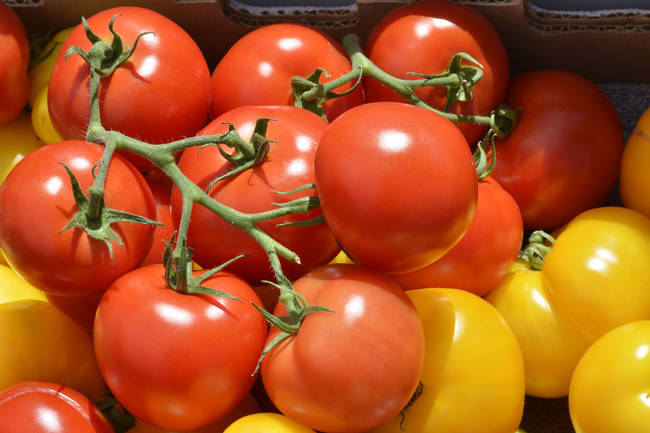 The FDA will take actions for tomatoes if the average of fly eggs is 10 or more per 500 grams. Oh man, not fly eggs.