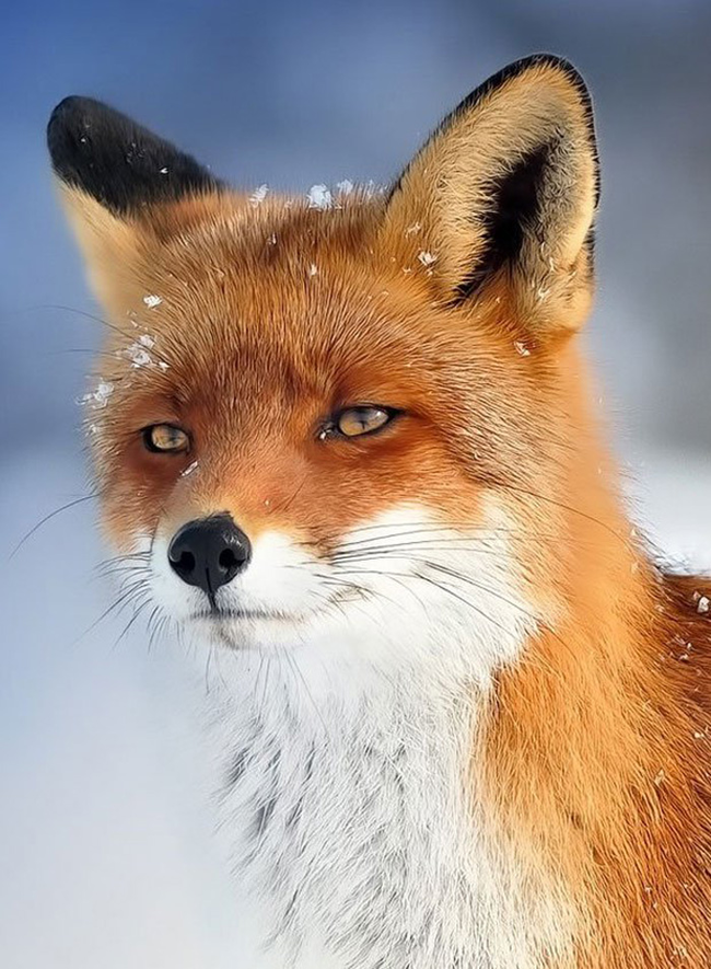 9.) This fantastic fox.