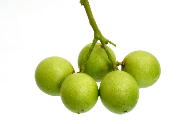 Spanish Lime