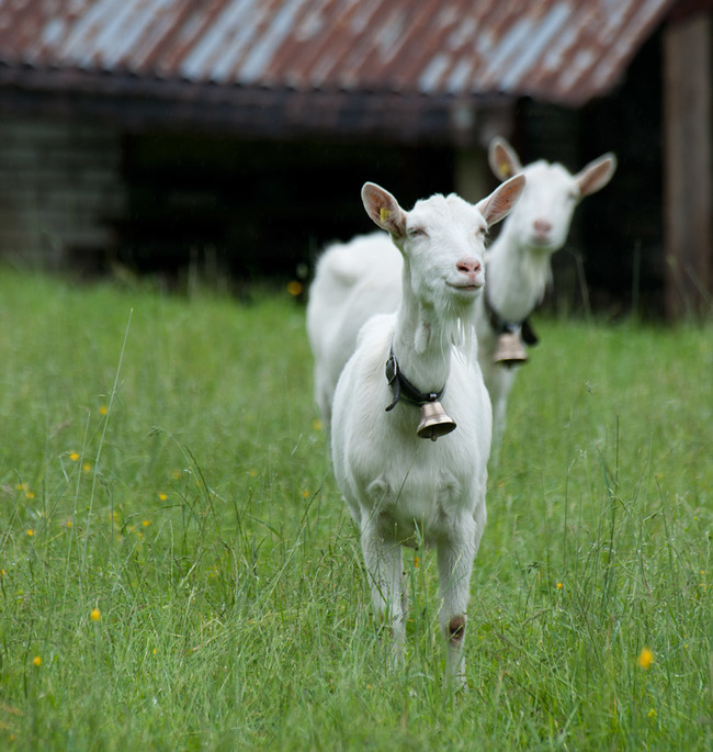 20.) Goat's milk has more calcium than cow's milk.