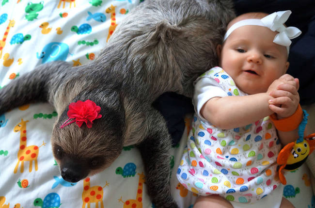 Daisy the sloth and Alia are best friends, and have been since Alia was born.