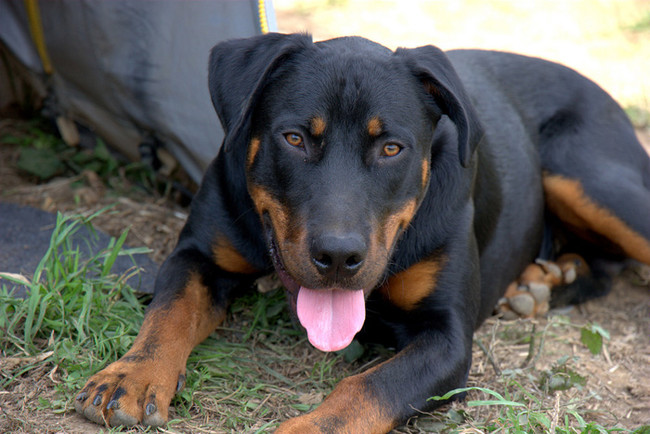 Beauceron