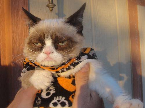 9.) Grumpy cat is...well especially grumpy in his Halloween sweater.