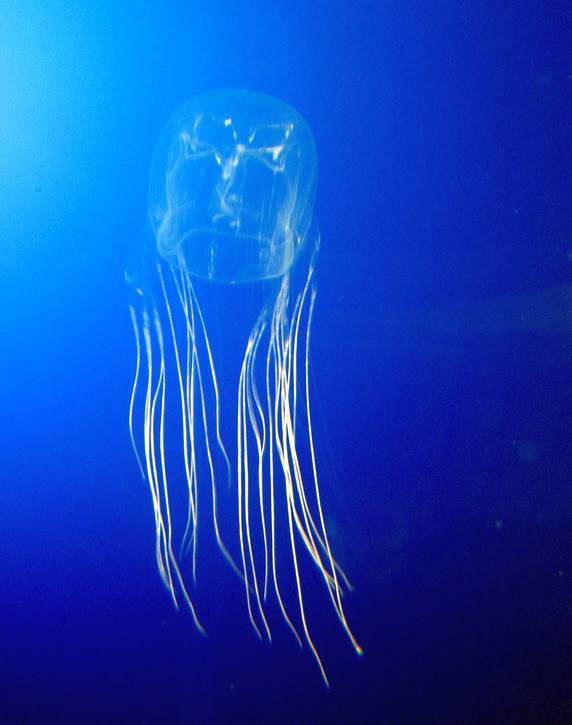 The box jellyfish has 60-meter-long tentacles that release a venomous sting that can kill you. Box jellyfish kill more people than snakes, sharks, and saltwater crocodiles combined.