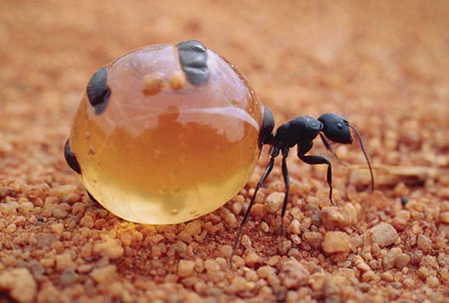 25.) Honeypot Ant.