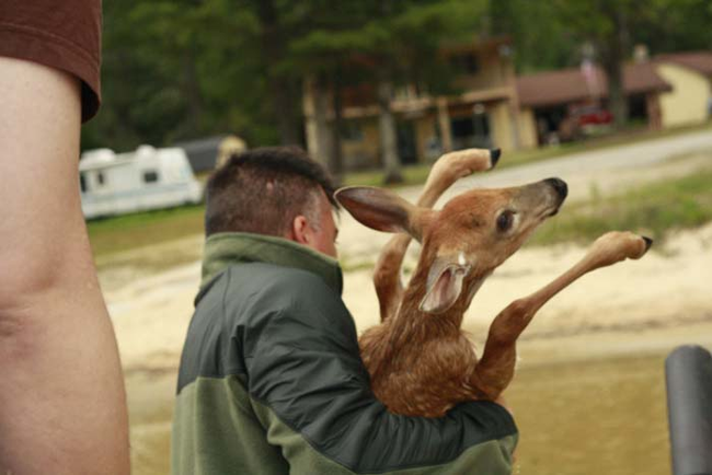 Bringing the baby deer back to shore.