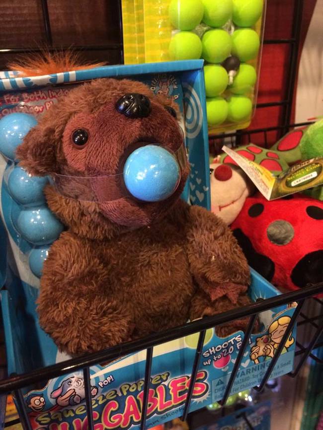 It looks like this bear is wearing a ball gag.