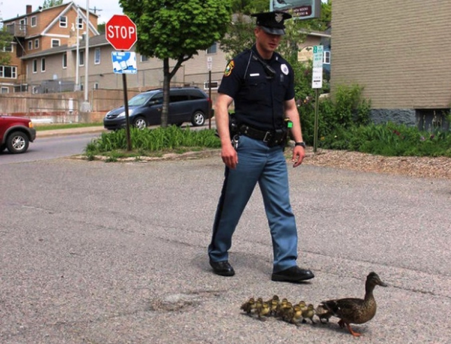 18.) A police officer escorts a family of ducks to safety.