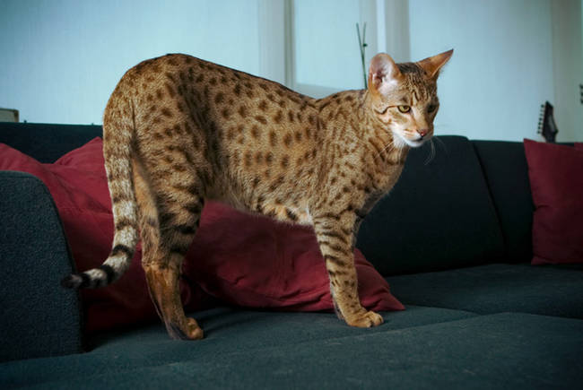 Savannah Cat